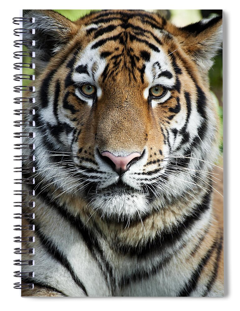 Big Cat Spiral Notebook featuring the photograph Beautiful Tiger by Andyworks