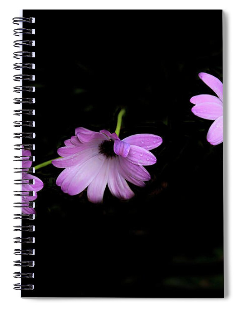 Pink Spiral Notebook featuring the photograph Beautiful Trio At JSG by Al Bourassa