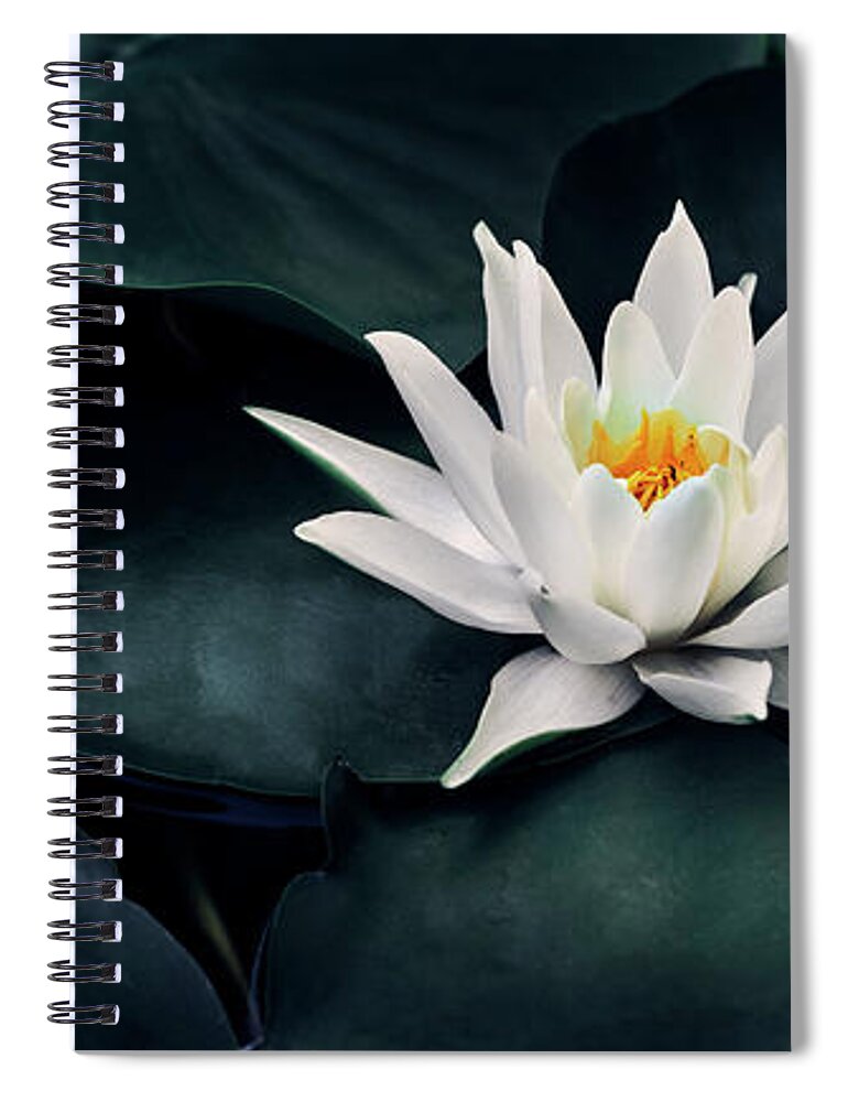 Lotus Spiral Notebook featuring the photograph Beautiful white lotus flower closeup. Exotic water lily flower o by Jelena Jovanovic