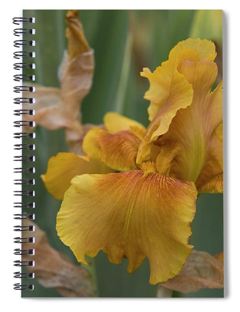 Jenny Rainbow Fine Art Photography Spiral Notebook featuring the photograph Beauty of Irises. Honey Chiffon by Jenny Rainbow