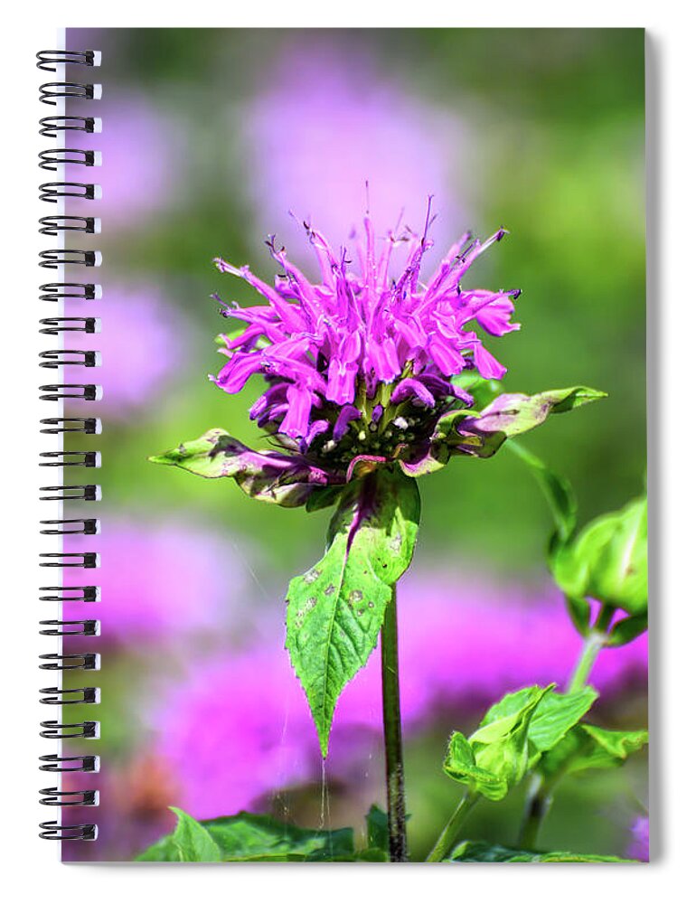 Bee Balm Spiral Notebook featuring the photograph Bee Balm by Kerri Farley