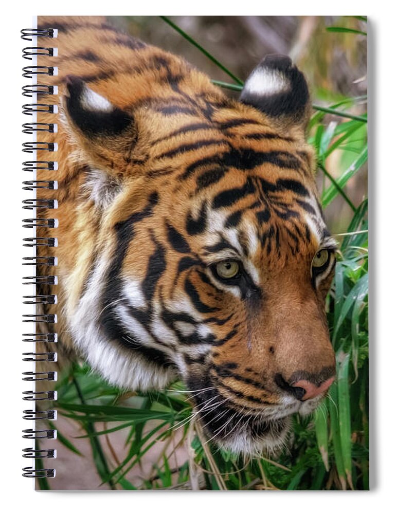 Tigers Spiral Notebook featuring the photograph Being Stealthy by Elaine Malott