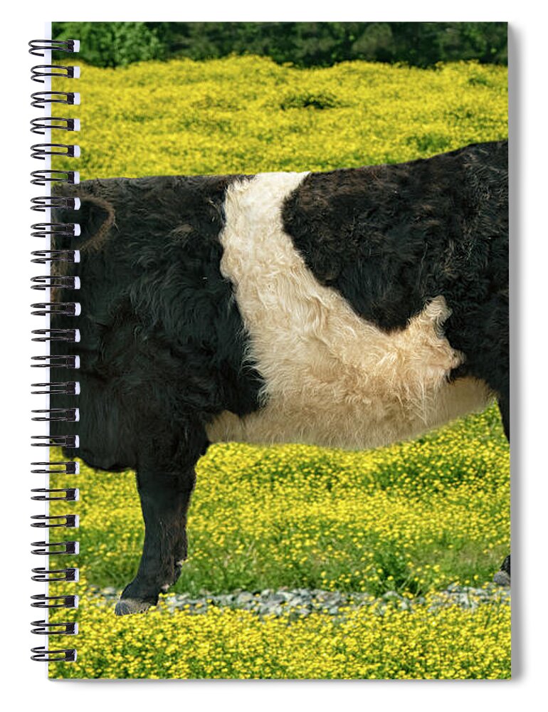 Belted Galloway Spiral Notebook featuring the photograph Beltie in Buttercups by Minnie Gallman