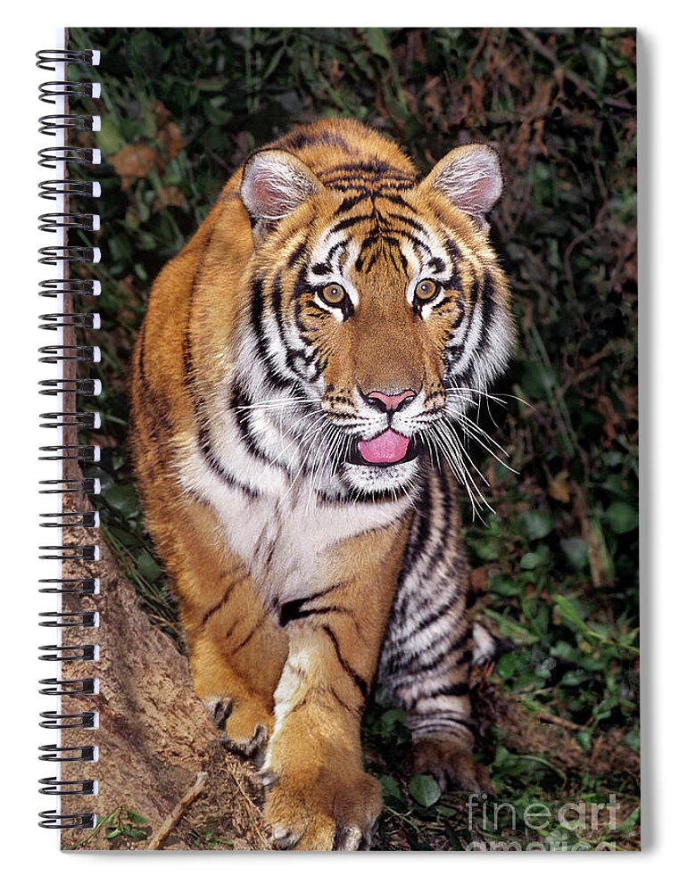 Bengal Tiger Spiral Notebook featuring the photograph Bengal Tiger by Tree Endangered Species Wildlife Rescue by Dave Welling