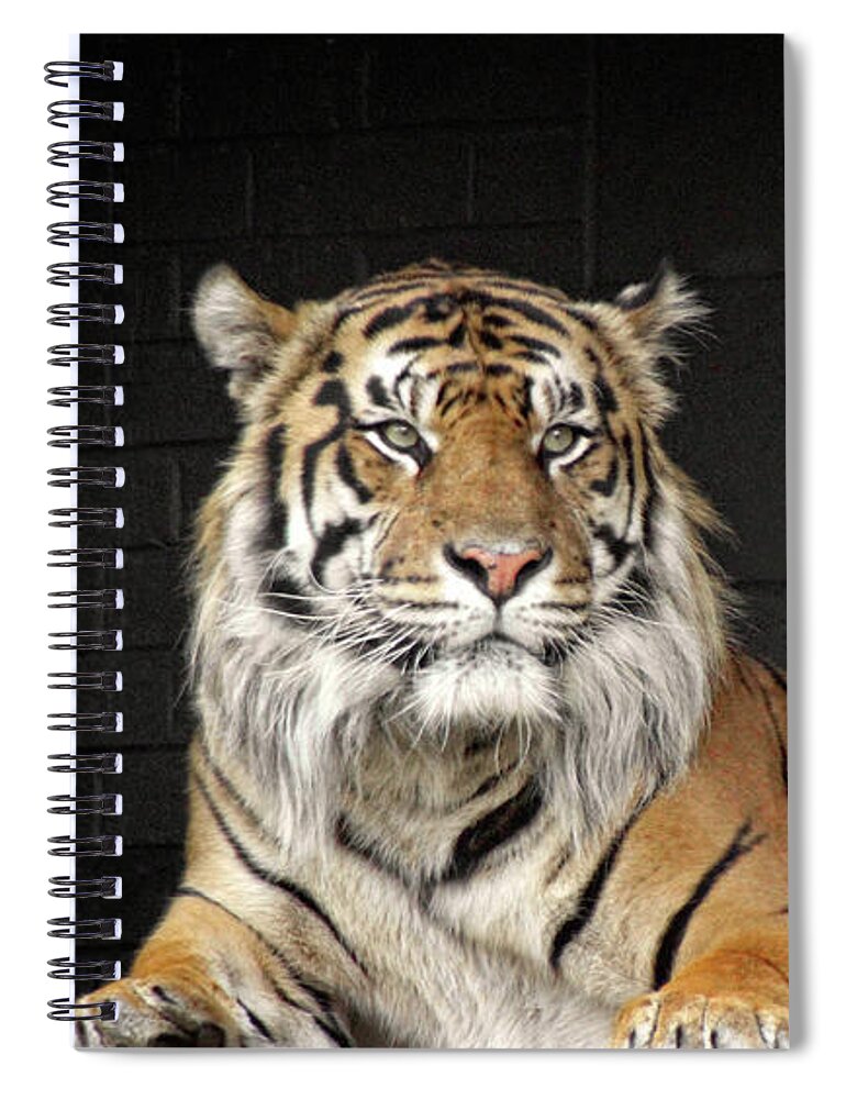 Tiger Spiral Notebook featuring the photograph Bengal Tiger by Doc Braham