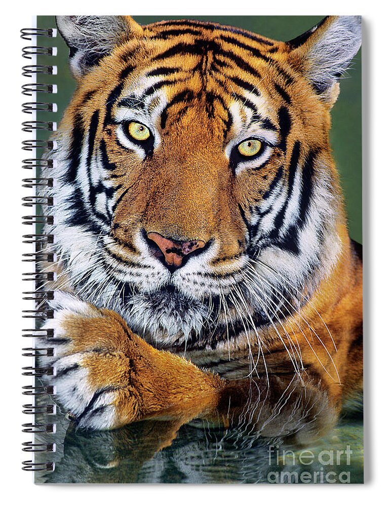 Bengal Tiger Spiral Notebook featuring the photograph Bengal Tiger Portrait Endangered Species Wildlife Rescue by Dave Welling
