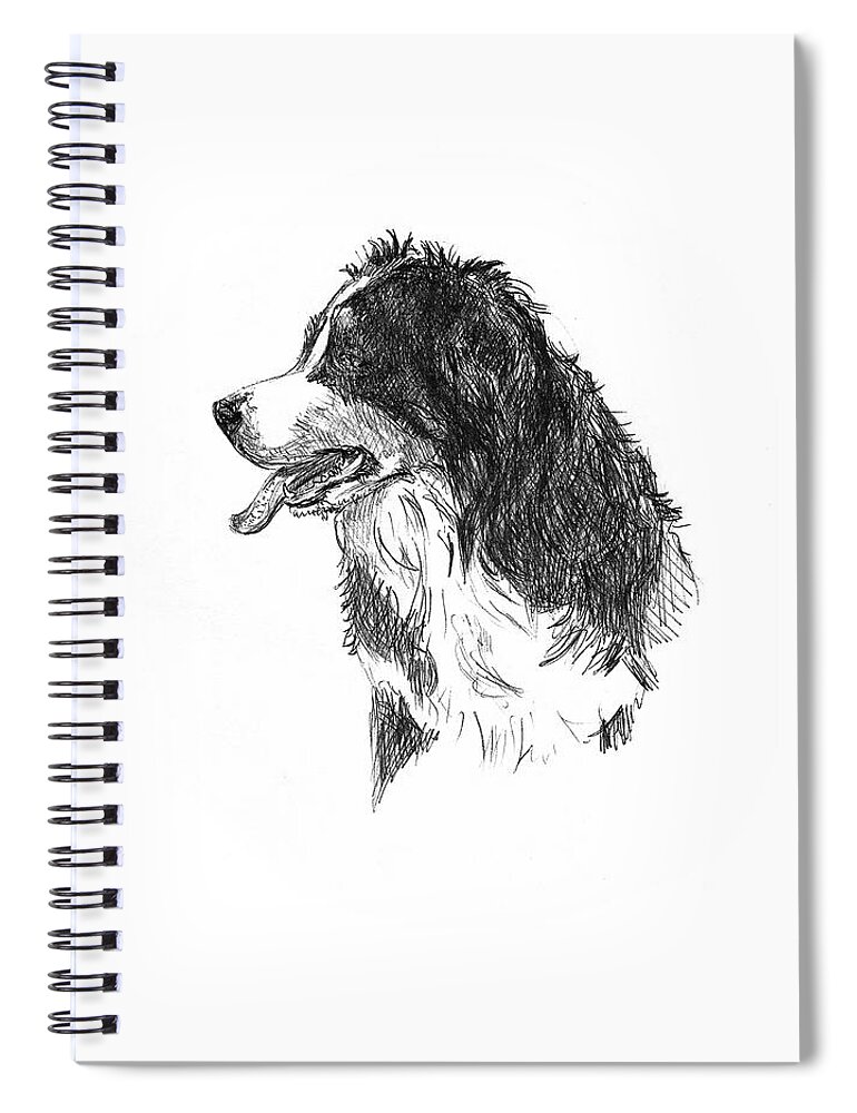 Bernese Mountain Dog Spiral Notebook featuring the drawing Bernese Mountain Dog by Masha Batkova