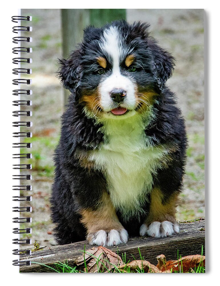 Dog Spiral Notebook featuring the photograph Bernese Mountain Dog Puppy by Pelo Blanco Photo