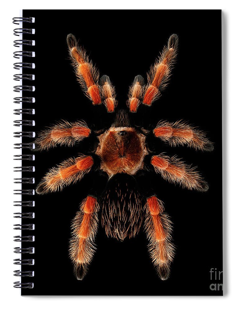 Spider Spiral Notebook featuring the photograph Big Spider Brachypelma Boehmei by Sergey Taran