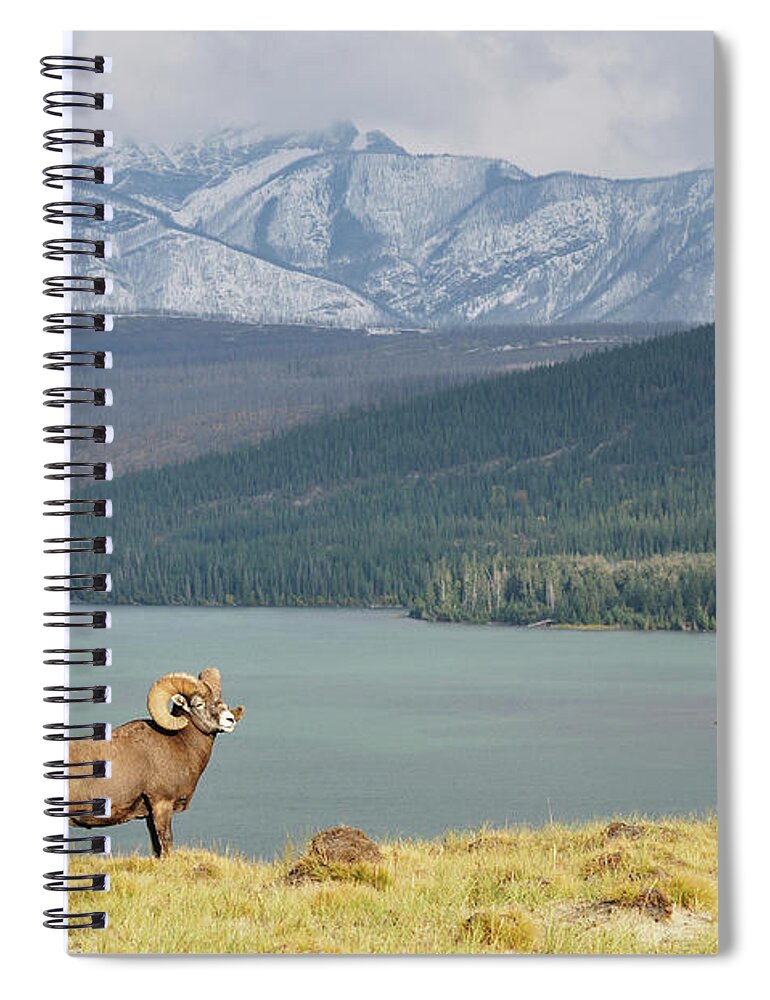 Horned Spiral Notebook featuring the photograph Bighorn Sheep And Lake Talbot by Jochen Schlenker