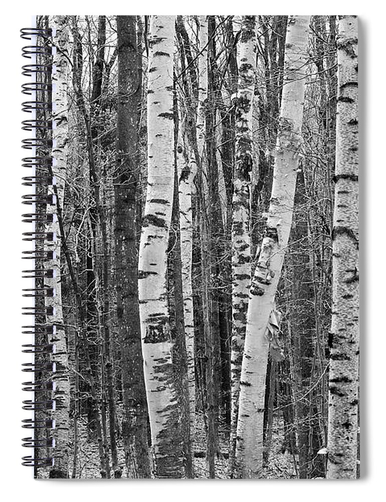 Nature Spiral Notebook featuring the photograph Birch Stand by Ron Kochanowski