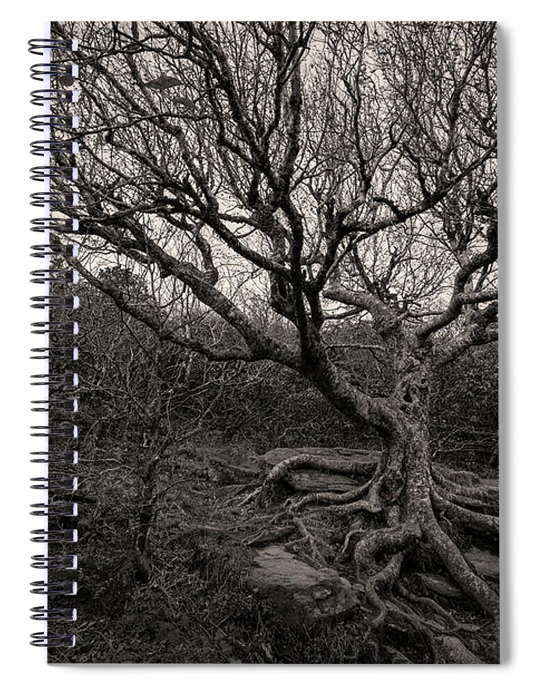 Birch Tree Spiral Notebook featuring the photograph Birch Tree on the Blue Ridge Parkway by Robert J Wagner