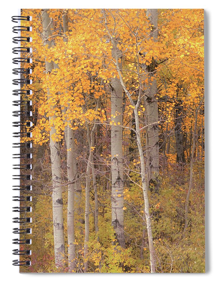 Autumn Spiral Notebook featuring the photograph Birches in Autumn by Rod Best
