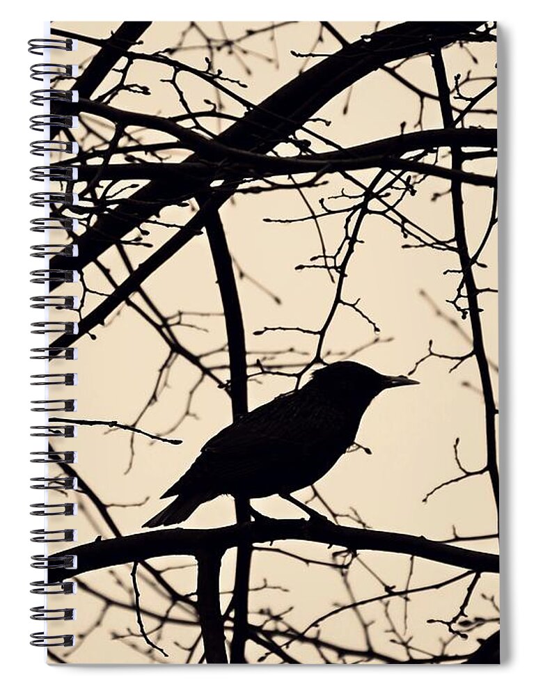 Bird Spiral Notebook featuring the photograph Bird Silhouette by Sarah Loft