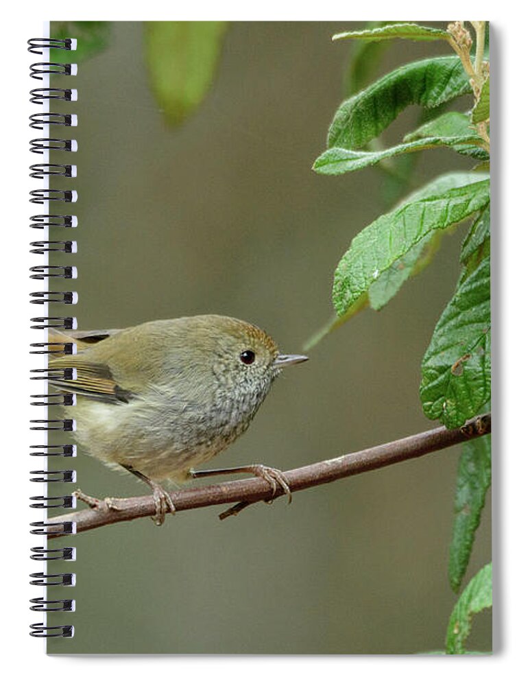 Estock Spiral Notebook featuring the digital art Bird, Tasmania, Australia by Heeb Photos