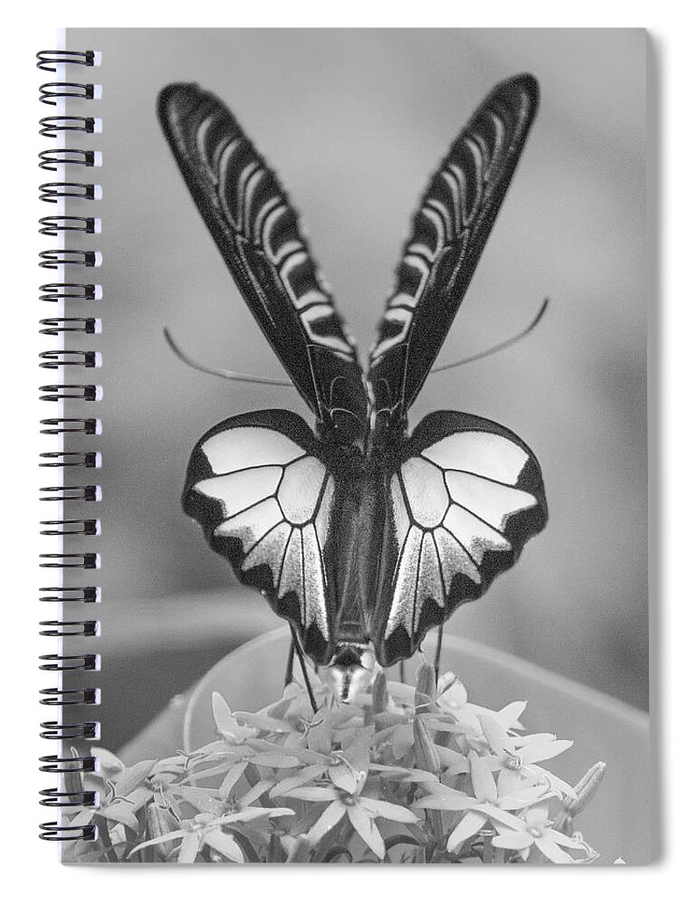 Disk1215 Spiral Notebook featuring the photograph Birdwing Butterfly by Tim Fitzharris