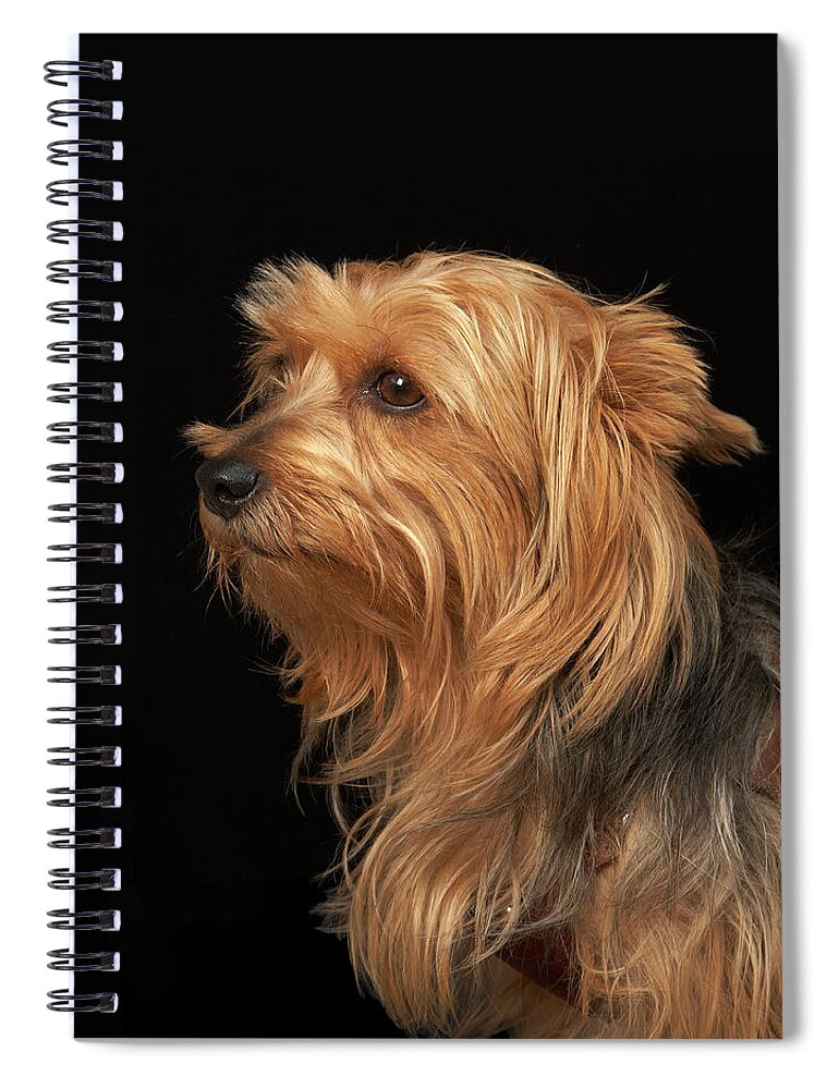 Pets Spiral Notebook featuring the photograph Black And Brown Yorkie Left Profile On by M Photo