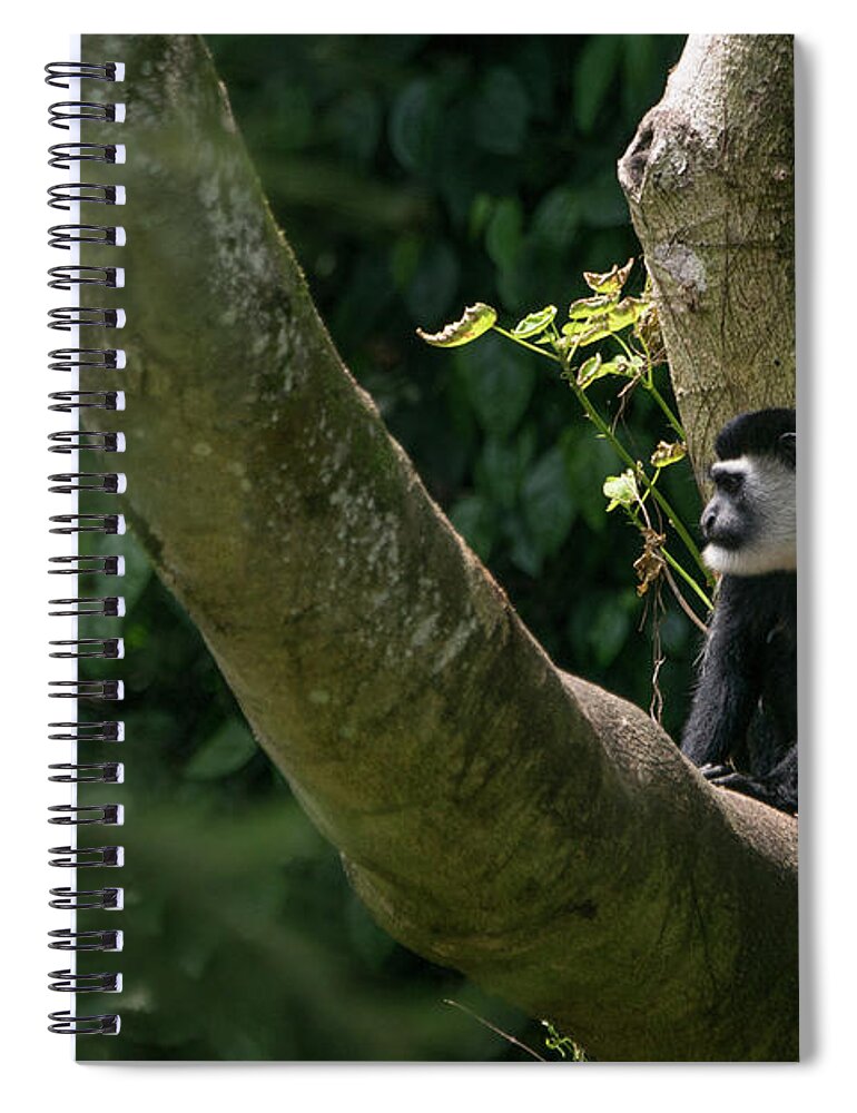 Uganda Spiral Notebook featuring the photograph Black and White Colobus by Brian Kamprath