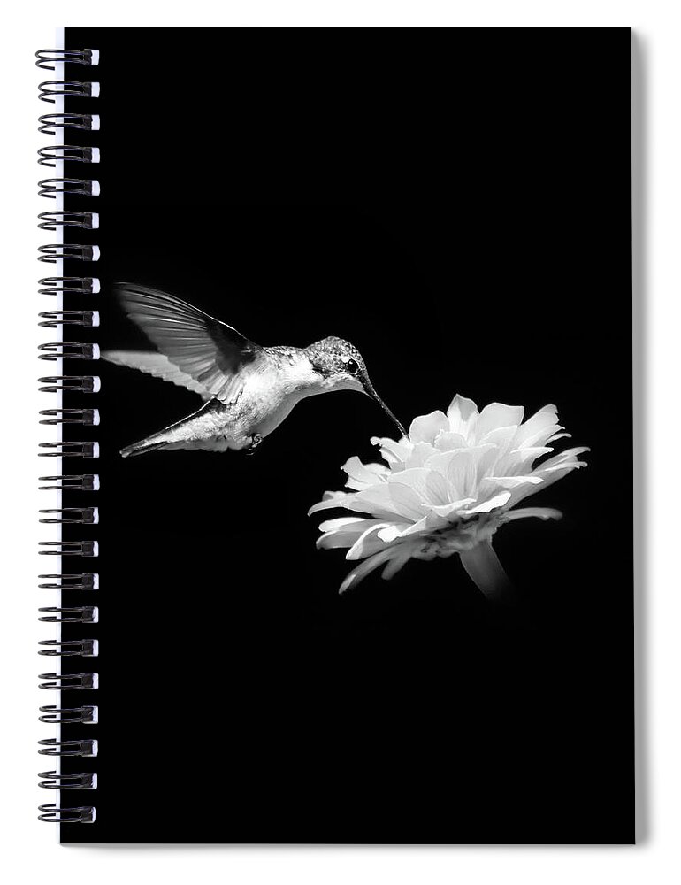 Hummingbird Spiral Notebook featuring the photograph Black and White Hummingbird and Flower by Christina Rollo