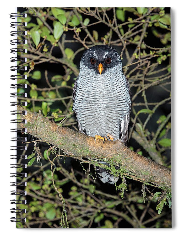 America Spiral Notebook featuring the photograph Black-and-white Owl, Strix Nigrolineata by James Zipp