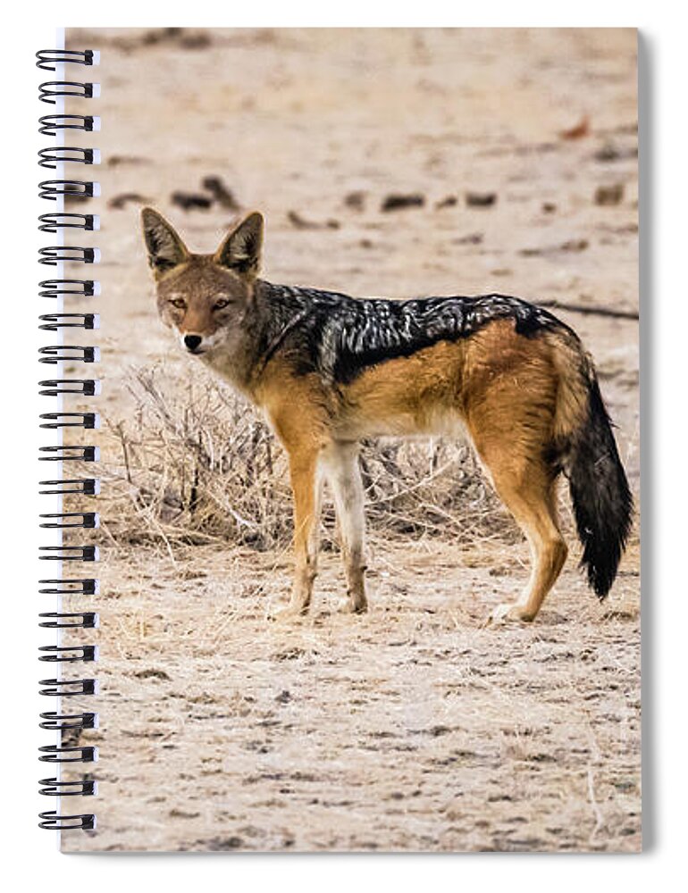 Jackal Spiral Notebook featuring the photograph Black backed jackal, Namibia by Lyl Dil Creations