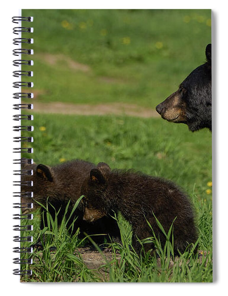 Sitting Spiral Notebook featuring the photograph Black Bear Family by Brian Kamprath