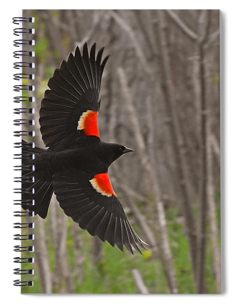 Red-winged Blackbird Spiral Notebook featuring the photograph Black feathers in-flight by Asbed Iskedjian