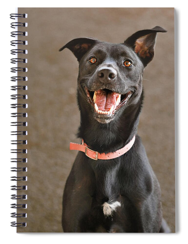 Pets Spiral Notebook featuring the photograph Black Lab With Orange Collar by Hillary Kladke