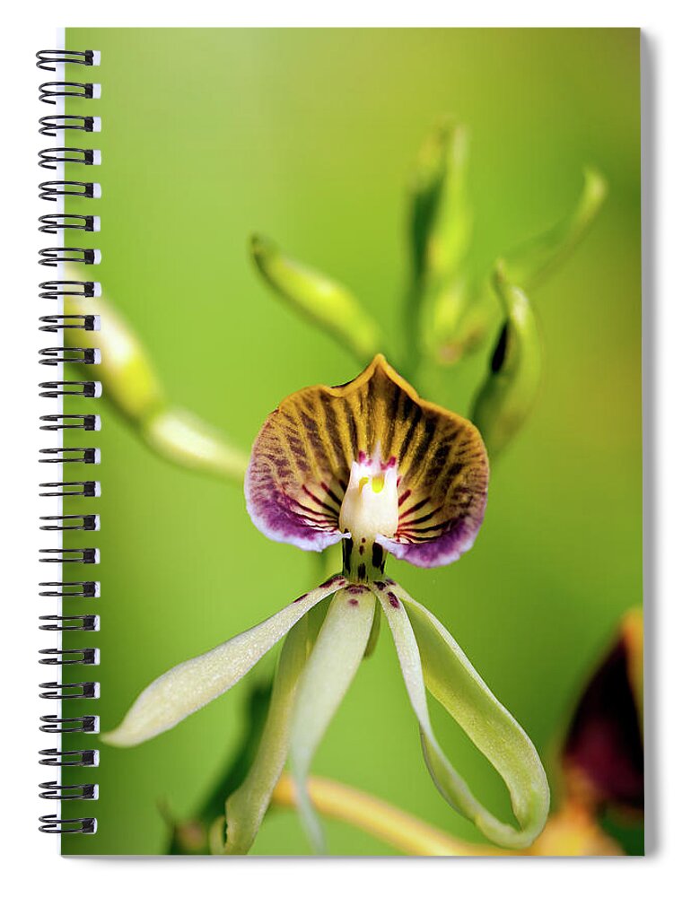 Black Color Spiral Notebook featuring the photograph Black Orchid by Keithszafranski