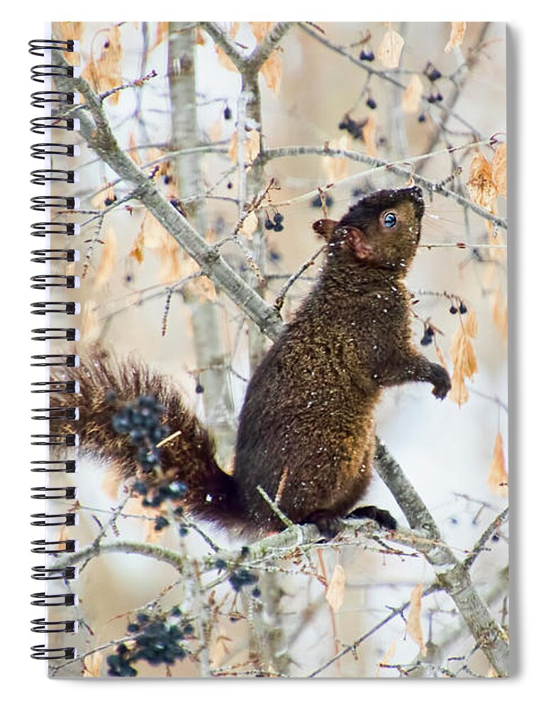 Black Squirrel Spiral Notebook featuring the photograph Black Squirrel Eating Berries in Winter by Peggy Collins