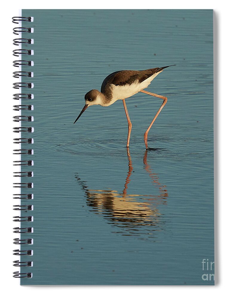 Muddy Spiral Notebook featuring the photograph Black-winged Stilt by Pablo Avanzini