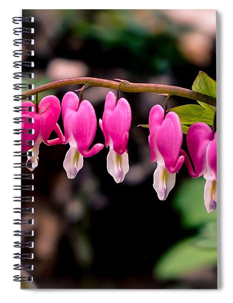 Macro Spiral Notebook featuring the photograph Bleeding Hearts II by Susan Rydberg