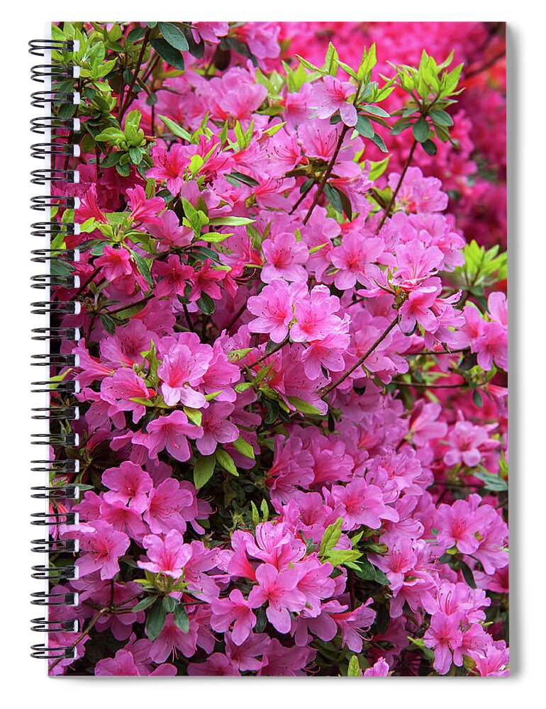 Jenny Rainbow Fine Art Photography Spiral Notebook featuring the photograph Bloom of Rhododendron Kirin by Jenny Rainbow