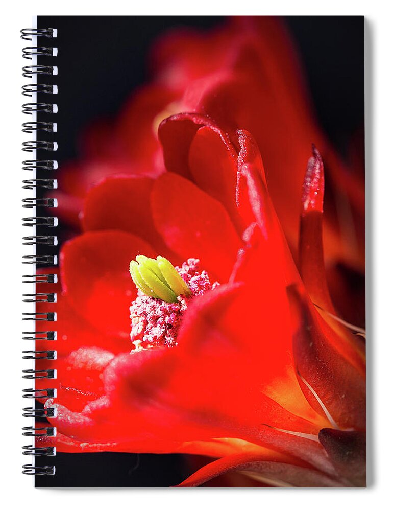 Boyce Thompson Arboretum Spiral Notebook featuring the photograph Bloomin' Hedgehog by Tim Kathka