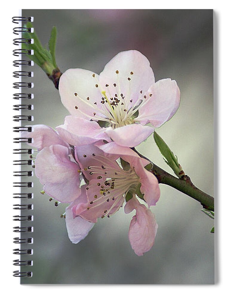 Petal Spiral Notebook featuring the photograph Blossom Flowers by Dragan Todorovic