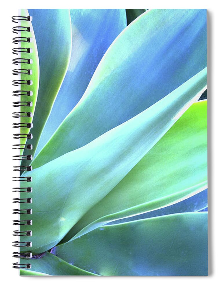 Agave Spiral Notebook featuring the photograph Blue Agave by Denise Taylor