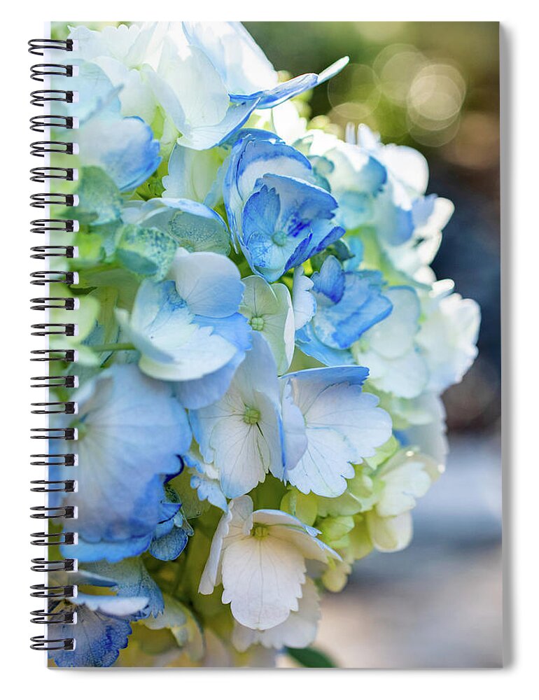 Blue And White Hydrangeas Spiral Notebook featuring the photograph Blue and Bokeh by Mary Ann Artz
