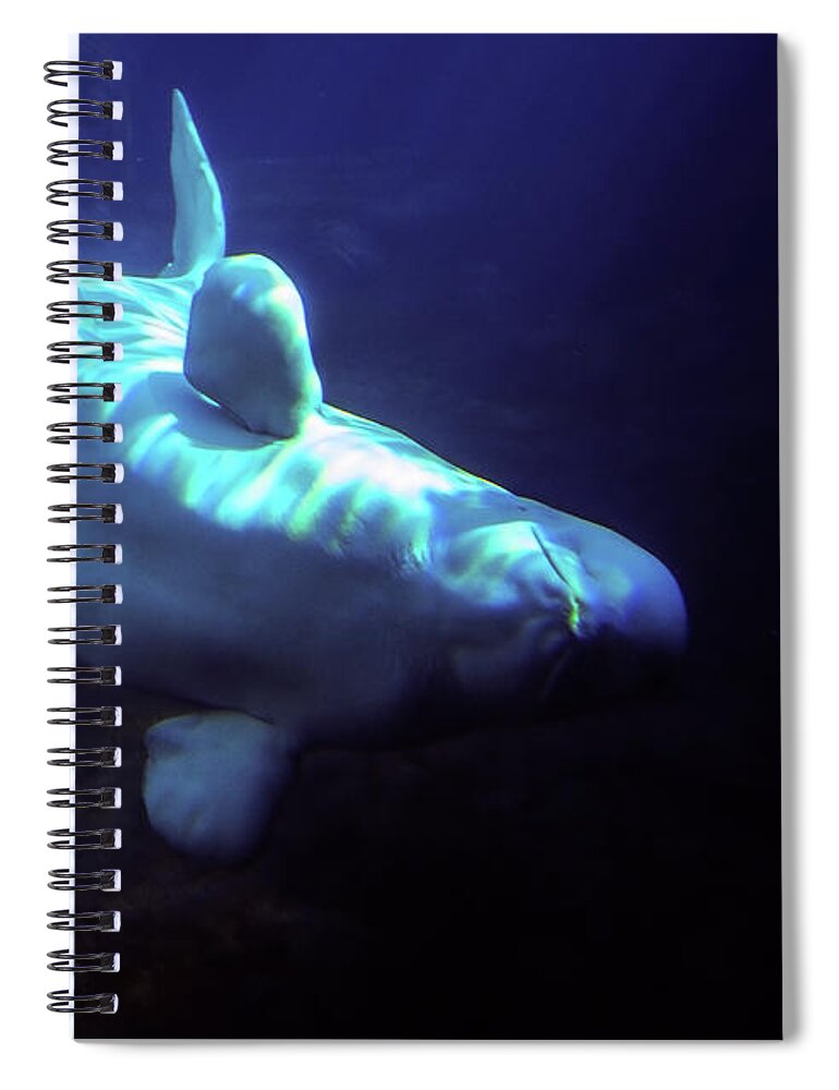 Whale Spiral Notebook featuring the photograph Blue Beluga by Anthony Jones