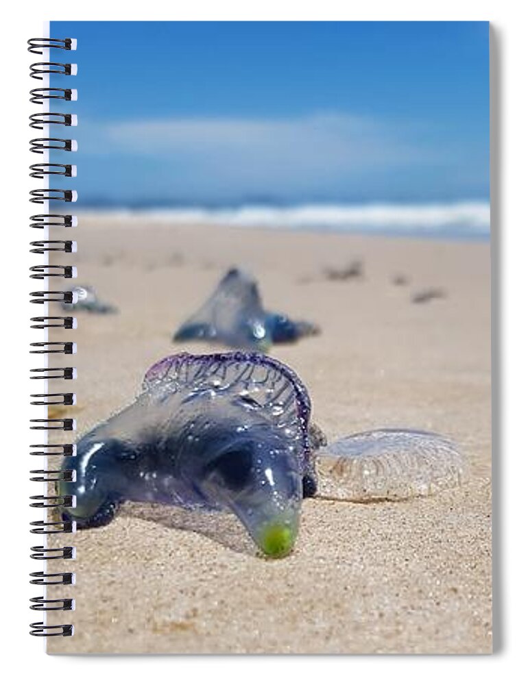 Jellyfish Spiral Notebook featuring the photograph Blue Bottles by Chris Cousins