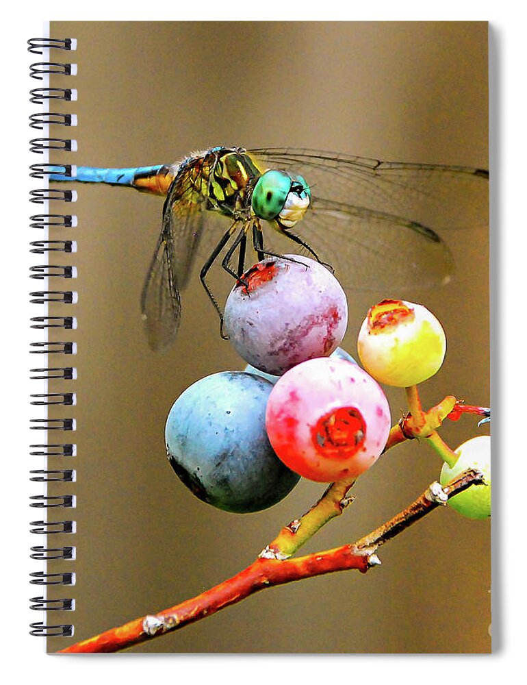 Dragonfly Spiral Notebook featuring the photograph Blue dasher on blueberries by Barry Bohn