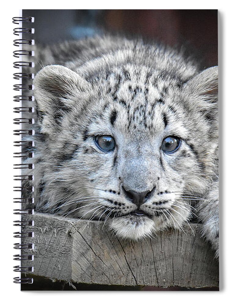 Tiger Spiral Notebook featuring the photograph Blue Eyed Tiger Cub by Michelle Wittensoldner