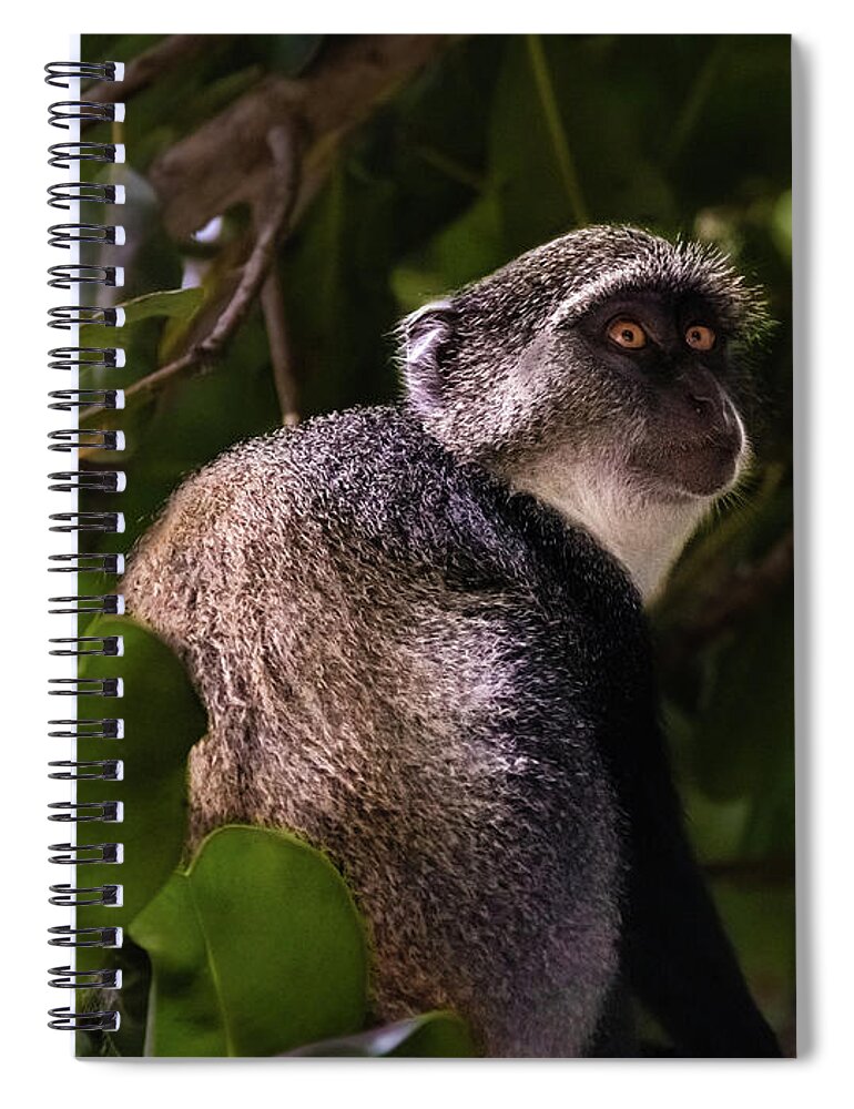 Monkey Spiral Notebook featuring the photograph Blue monkey, Zanzibar by Lyl Dil Creations