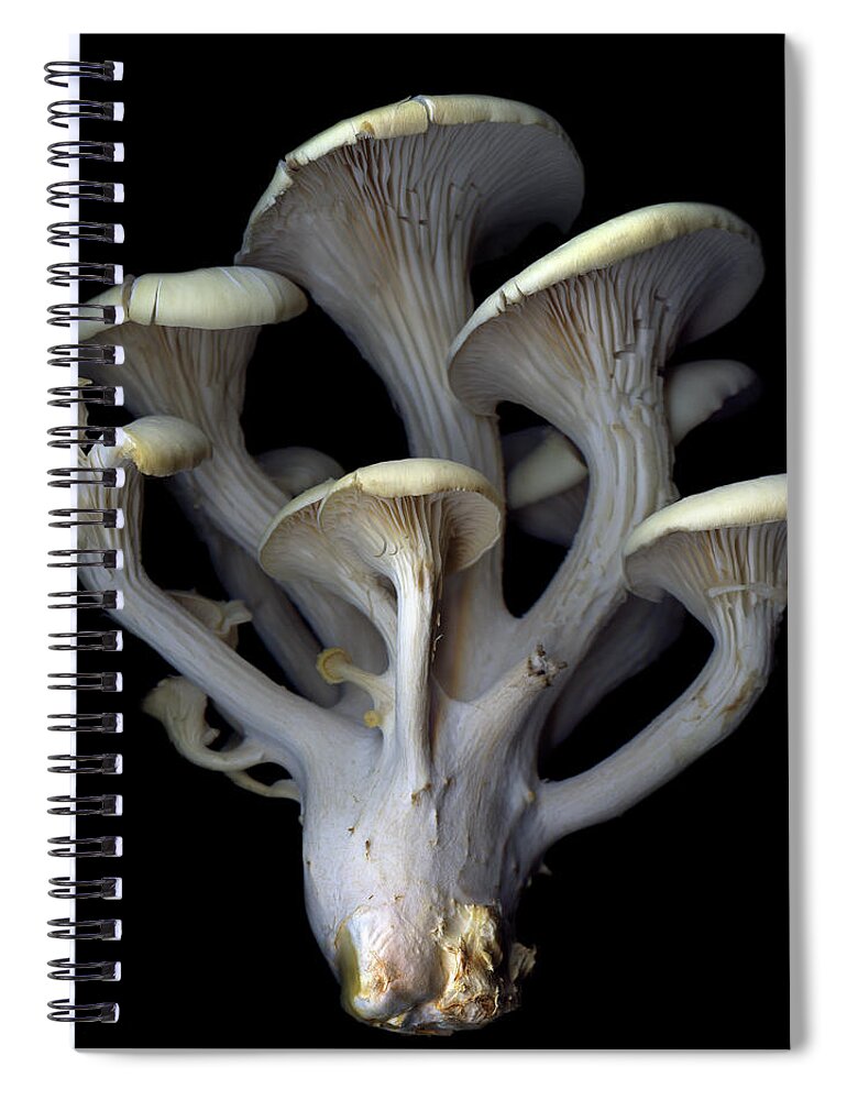 Blue Oyster Mushrooms Art by Fine Spiral Magda America Photograph - By Notebook Indigo