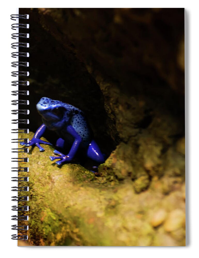 Blue Poison Dart Frog Spiral Notebook featuring the photograph Blue Poison Dart Frog by Flees Photos