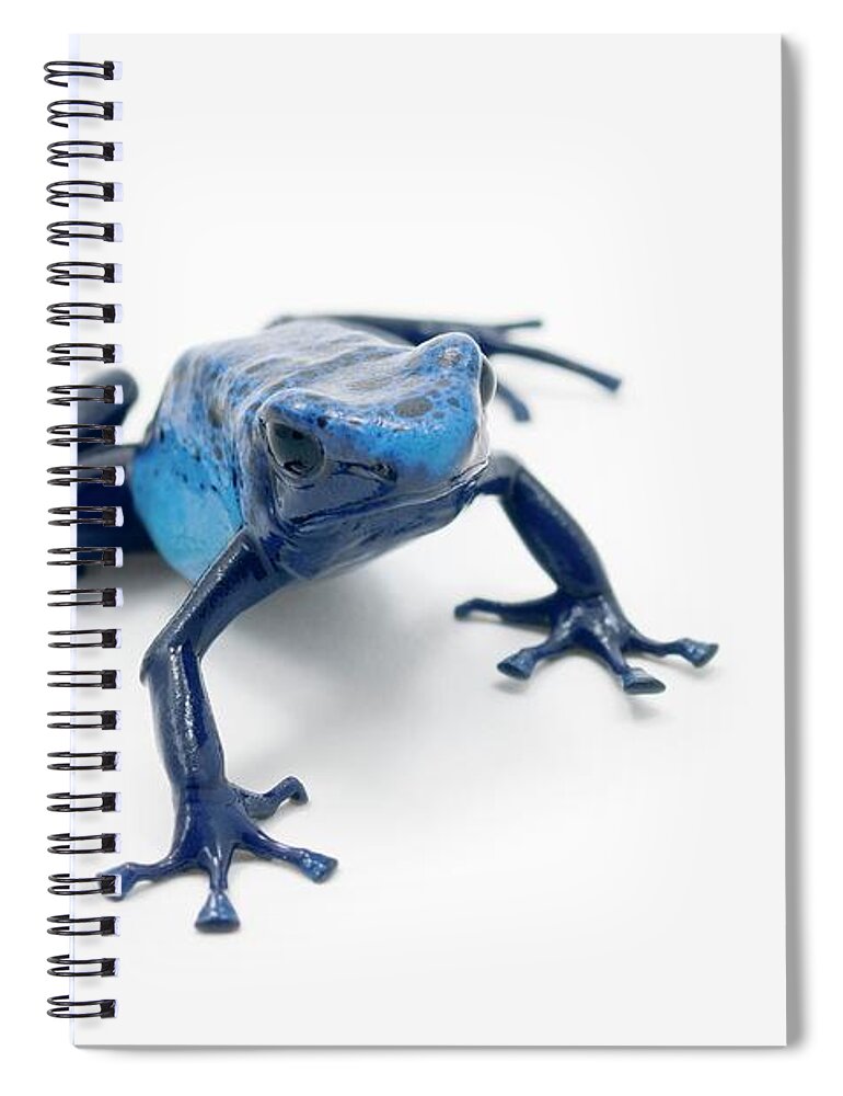 Risk Spiral Notebook featuring the photograph Blue Poison Dart Frog Dendrobates by Design Pics / Corey Hochachka