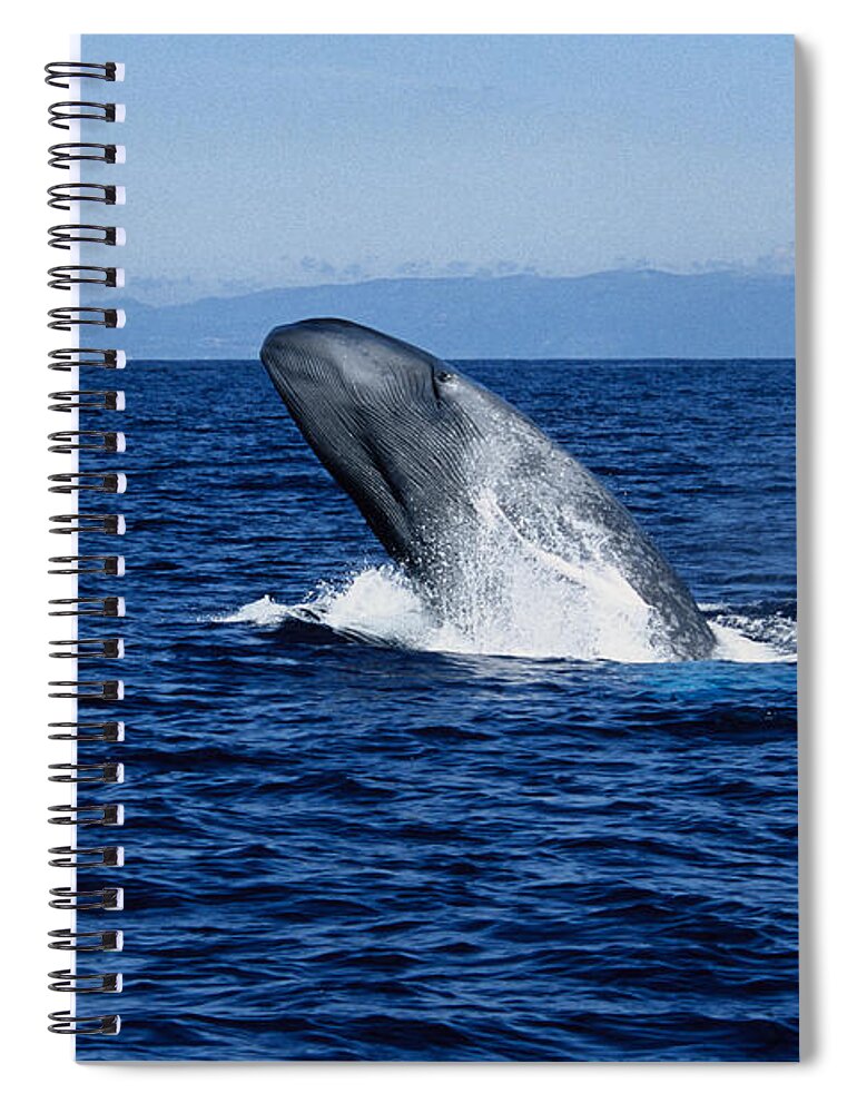 Blue Whale Spiral Notebook featuring the photograph Blue Whale, Balaenoptera Musculus by Gerard Soury