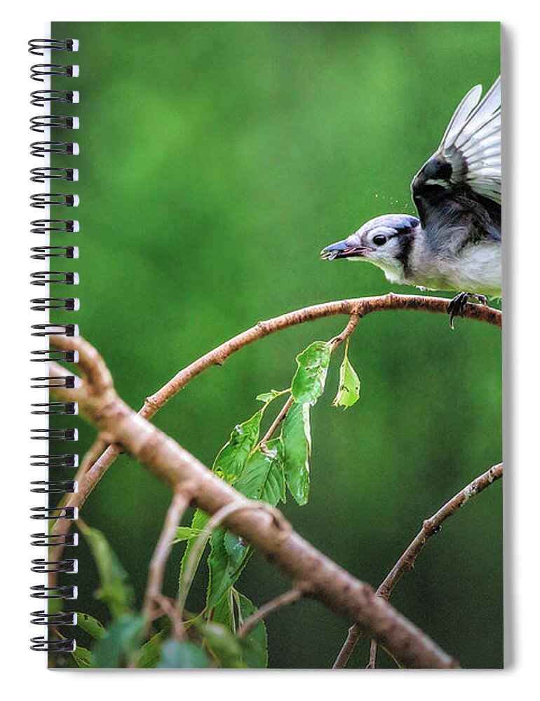 Bluejay Spiral Notebook featuring the photograph Bluejay dinner by Deborah Penland