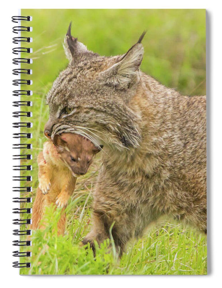 Usa Spiral Notebook featuring the photograph Bobcat With Long Tailed Weasel II by Marc Crumpler