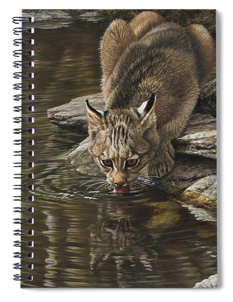 Paintings Spiral Notebook featuring the painting Bobcat Drinking from Stream by Alan M Hunt