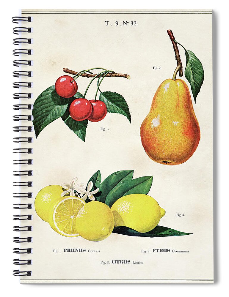 Art Spiral Notebook featuring the drawing Botanical Fruit Chart For Lemon, Cherries And Pears by Unknown
